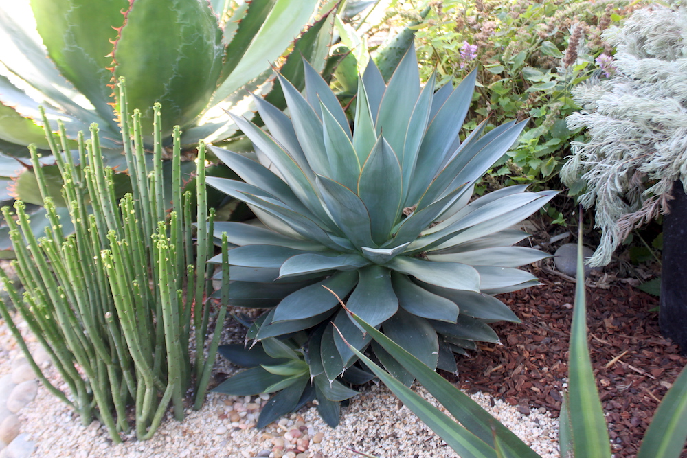 waterwise garden wall