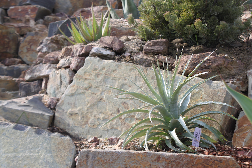 Puya plant
