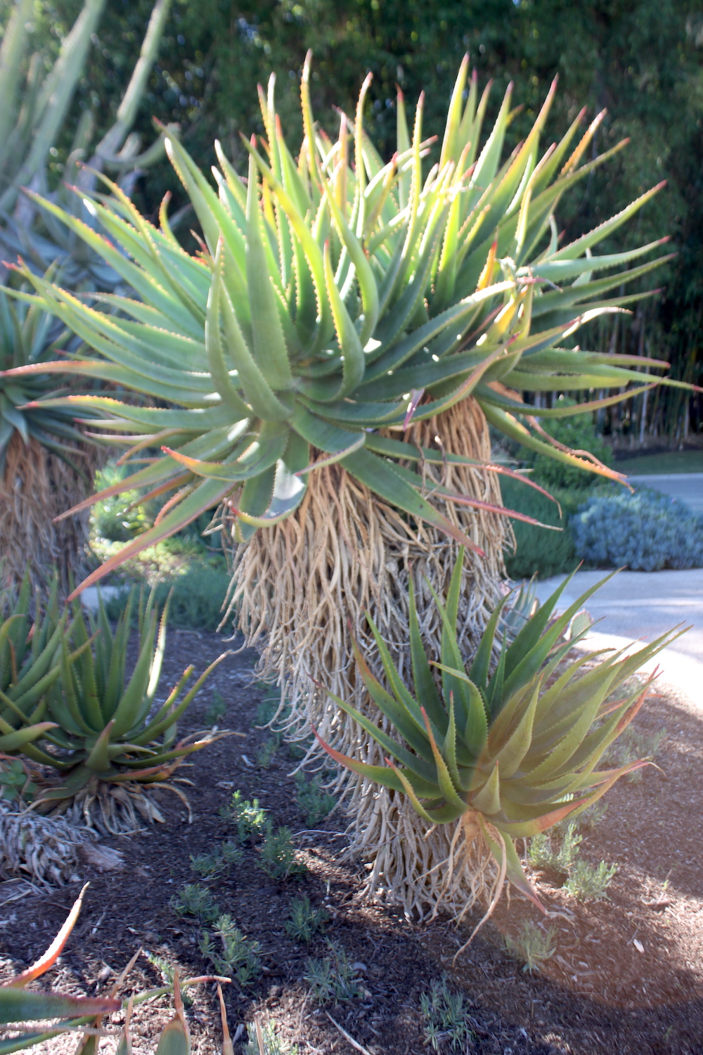Aloe reitzii