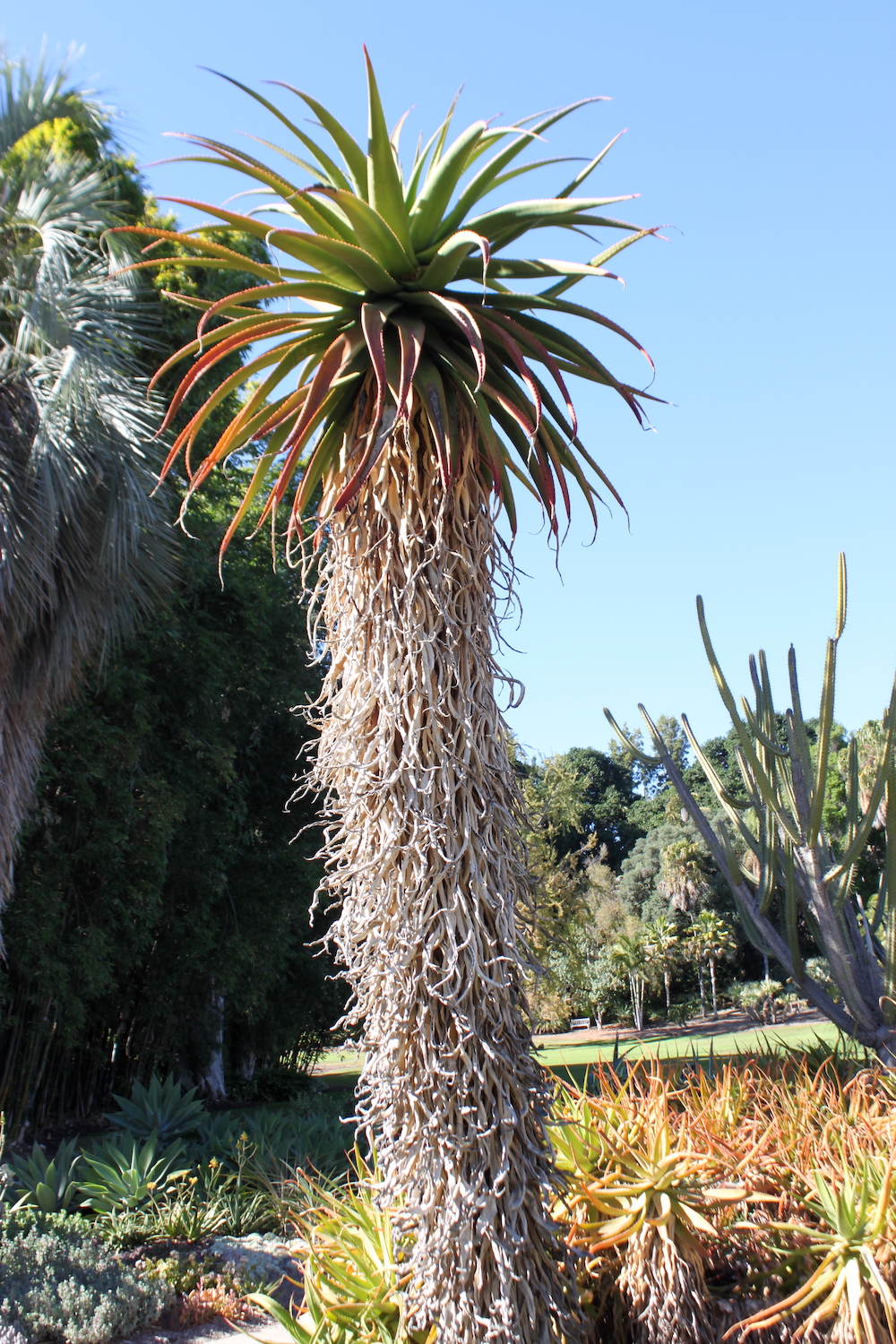 Vary mature Aloe ferox X A. microstigma