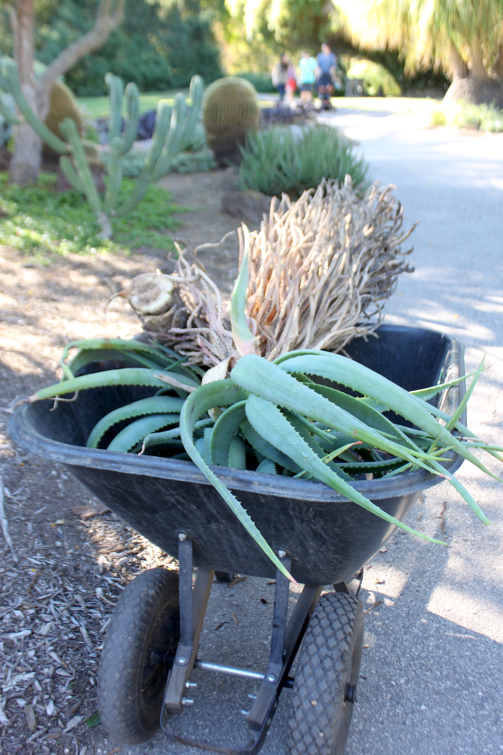Aloe principis cuttings