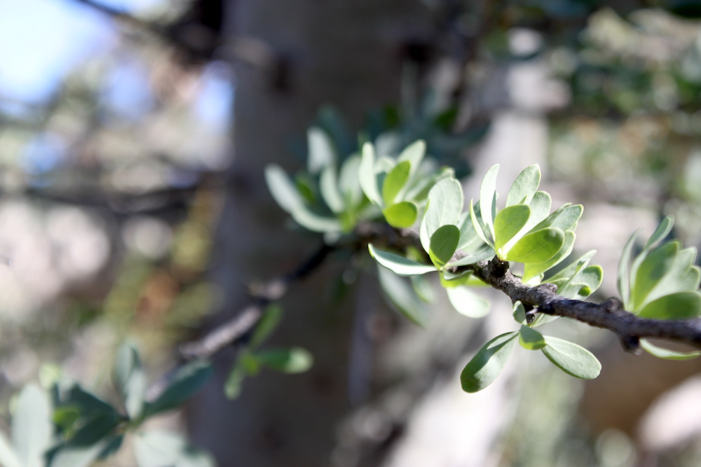 Close up of "Boojum Tree" leaves