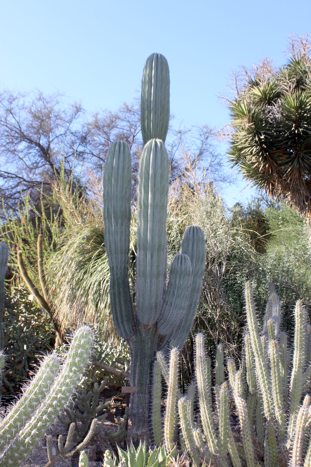 pachycereus pringlei