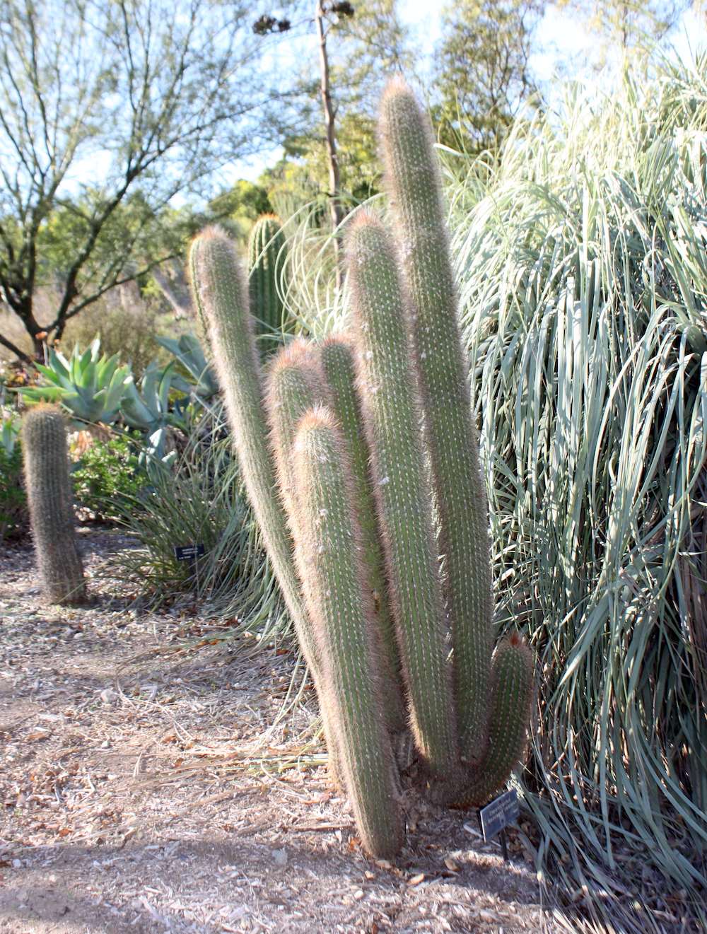 cleistocactus borzicactus