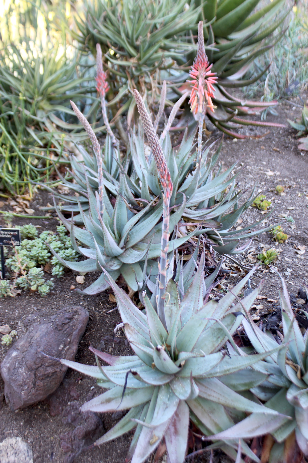 Aloe framesii