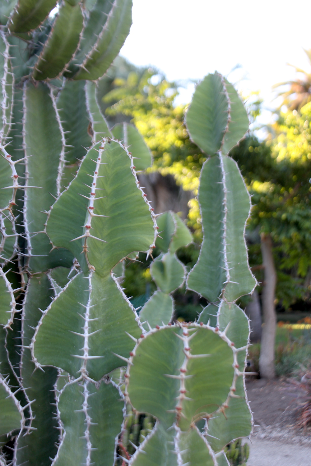 Euphorbia grandialata