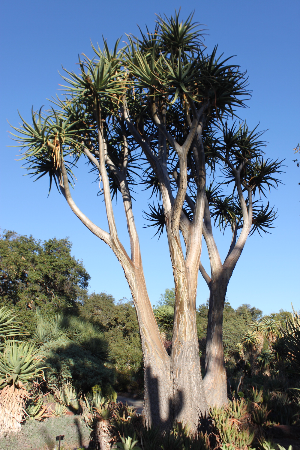Aloe bainesi (Aloe barberae)