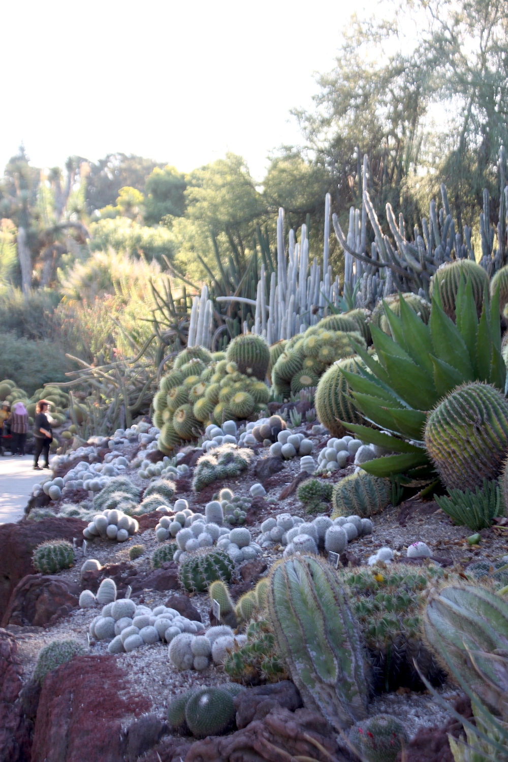 Snowy looking mammillaria species dot hillside