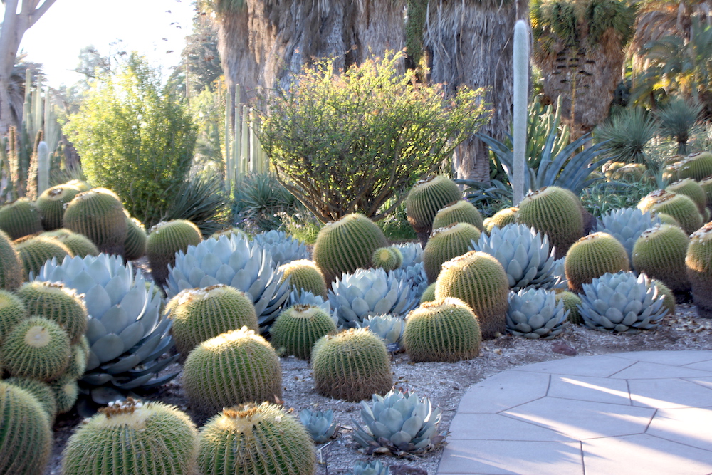 grid of golden barrel cactus and artichoke agave