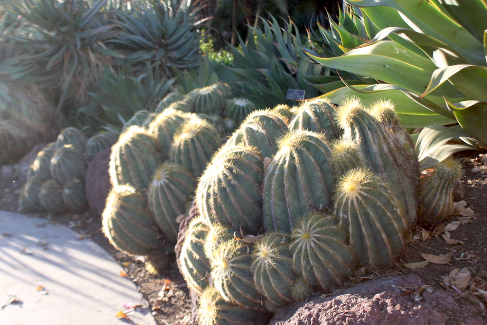Notocactus magnificus
