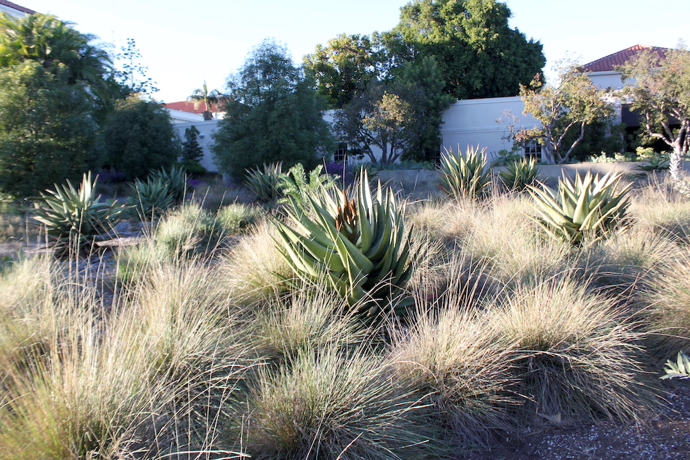 Aloe and grass meadow near the entrance