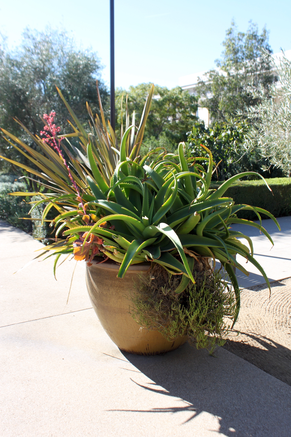 Large pot filled with many plants