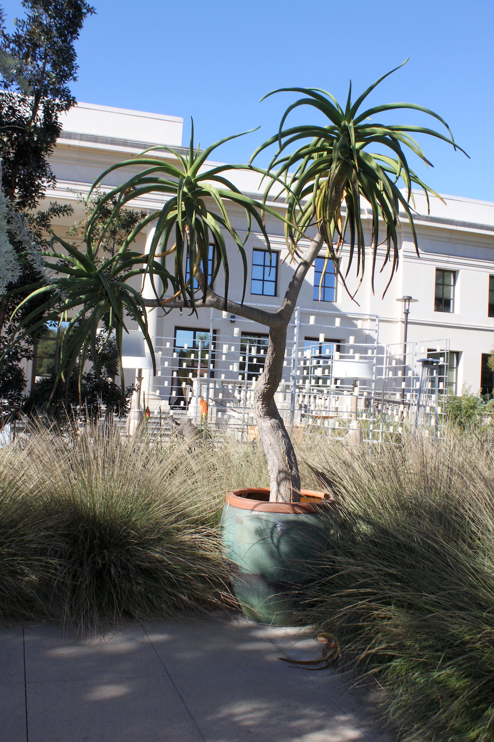Lots of treasures in the alcove patios