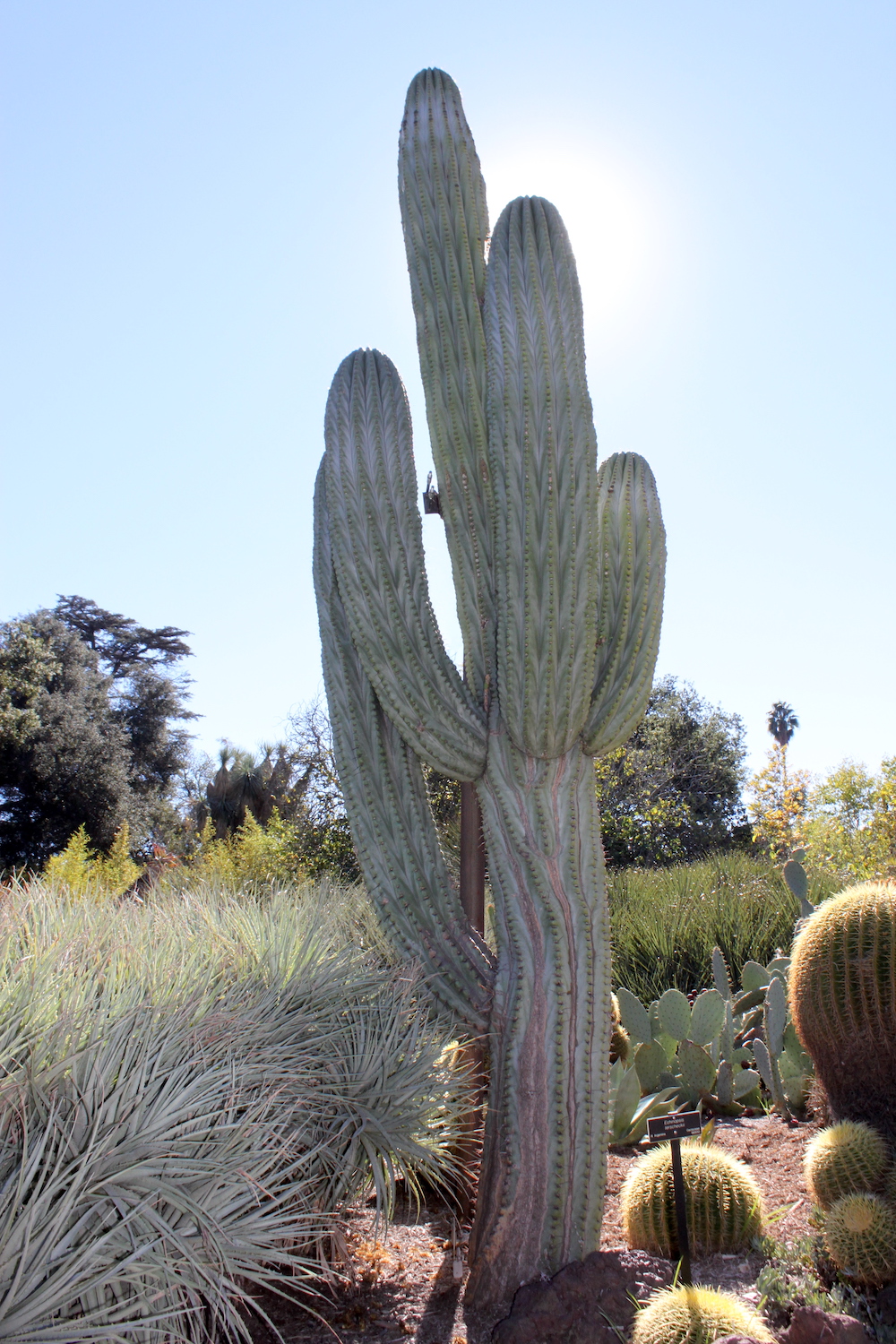A very tall Echinopsis terscheckii