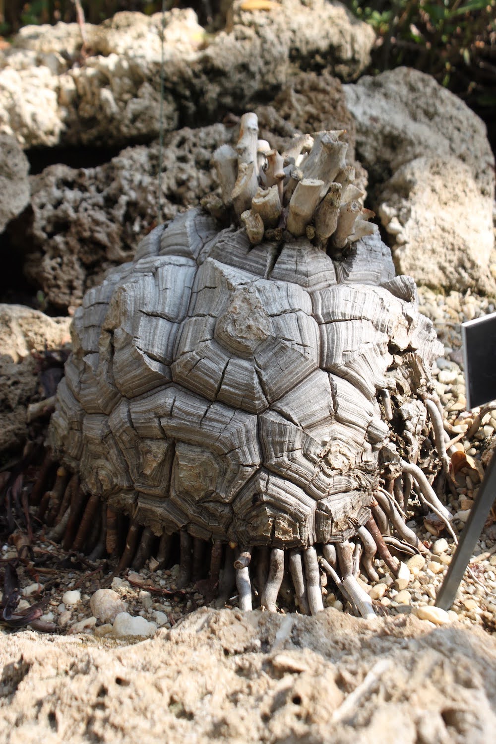 Tortoise Shell Yam (Dioscorea macrostachya)