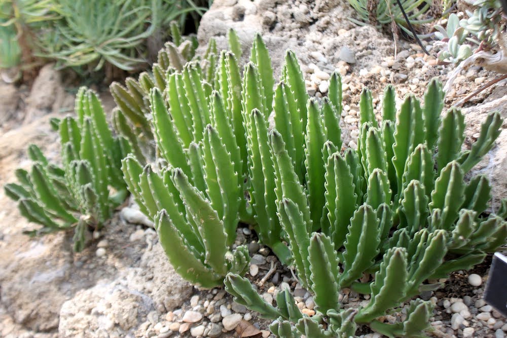 Carrion Plant (Stapelia gigantea)