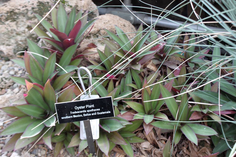Oyster Plant