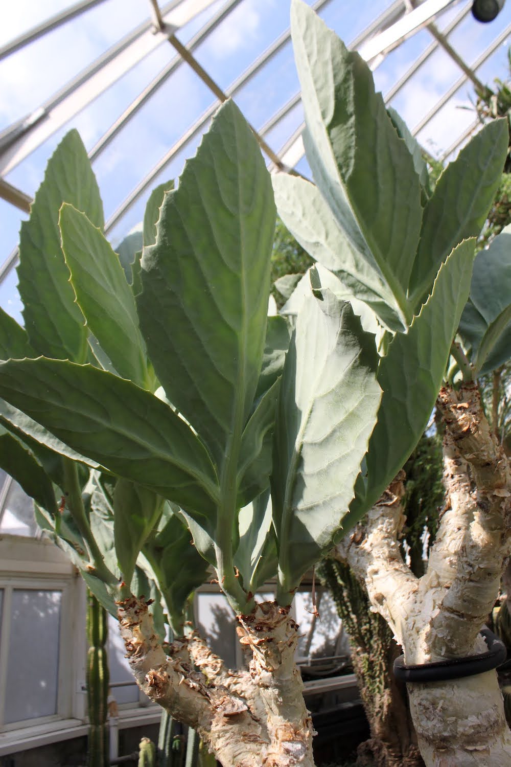 close up of African Tree Grape (Cyphostemma bainesii)