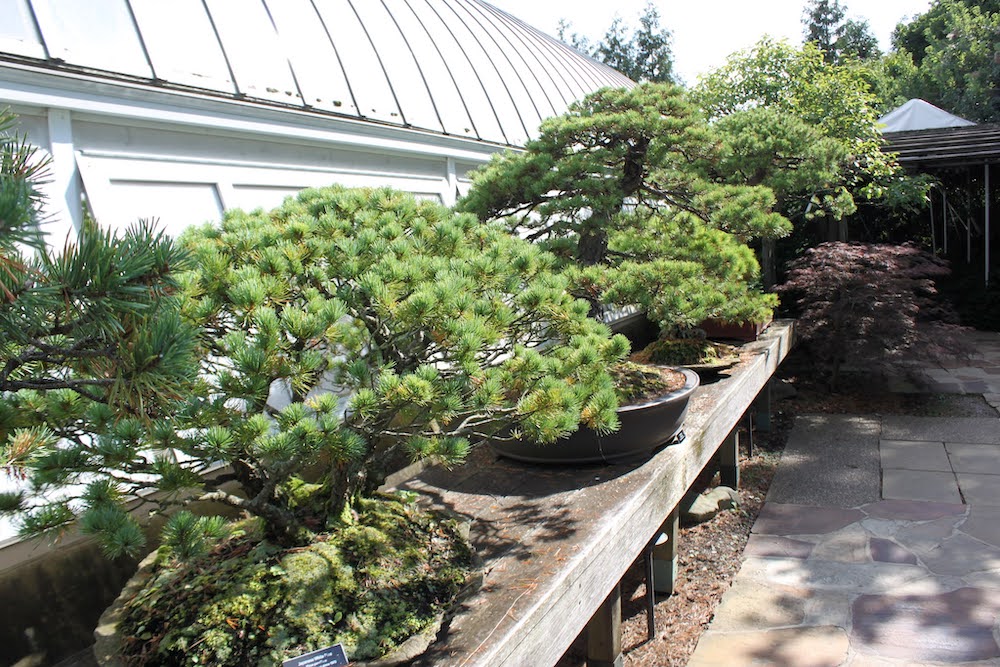 Bonsai trees planted as long ago as 1960