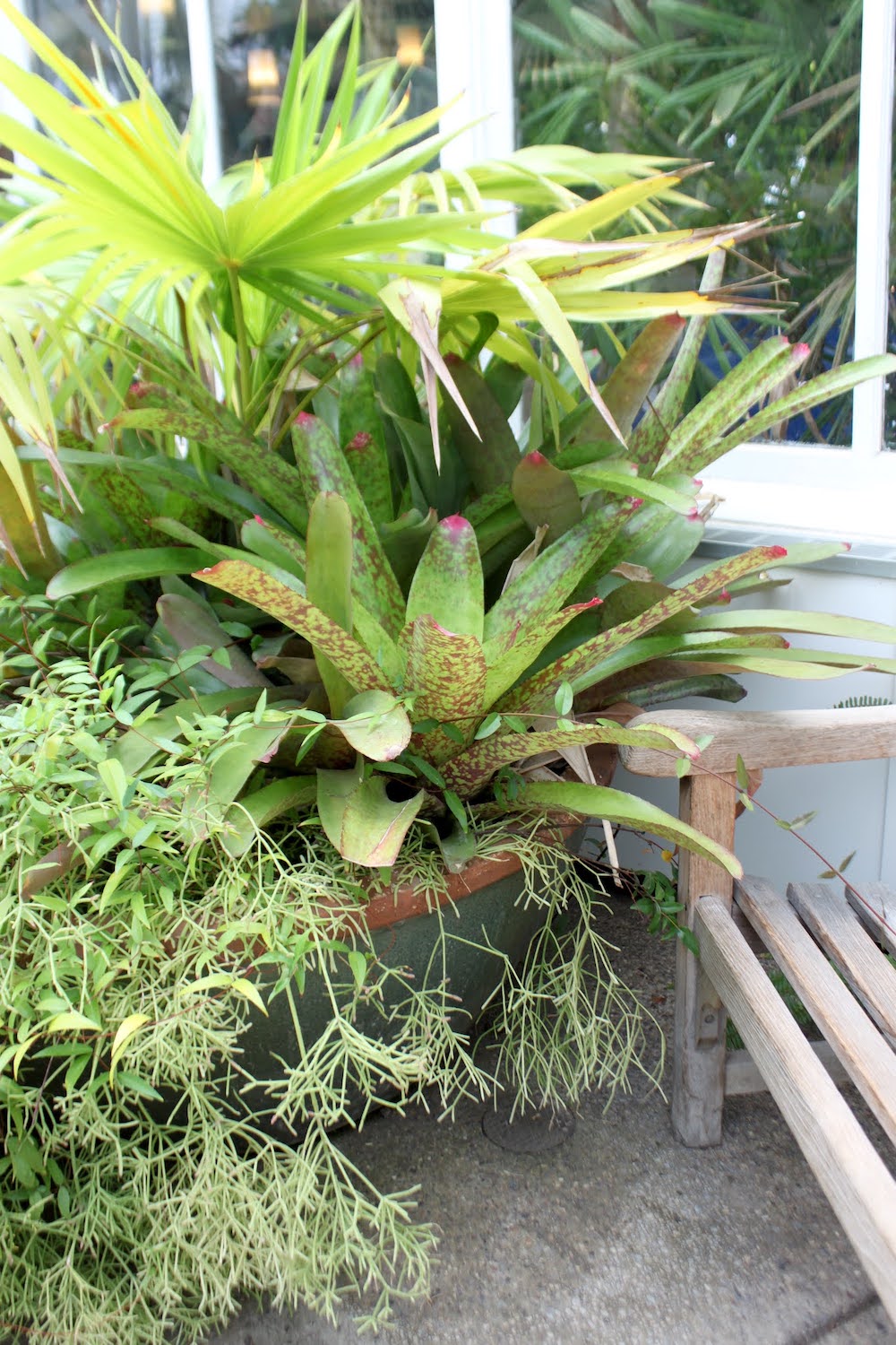 One of many pots stashed in corners, bursting with plants