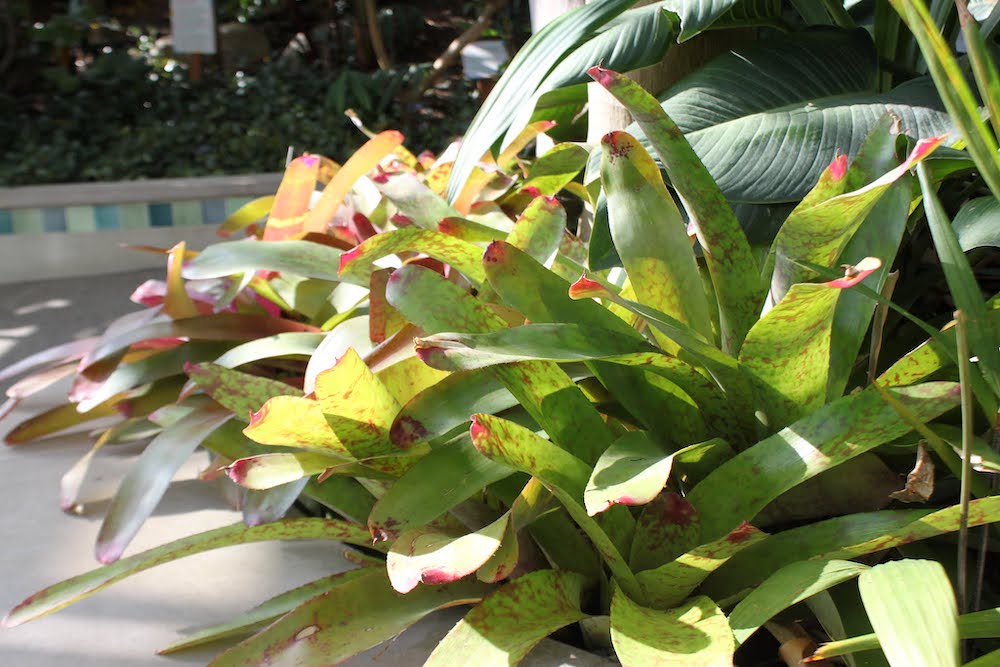 bromeliads