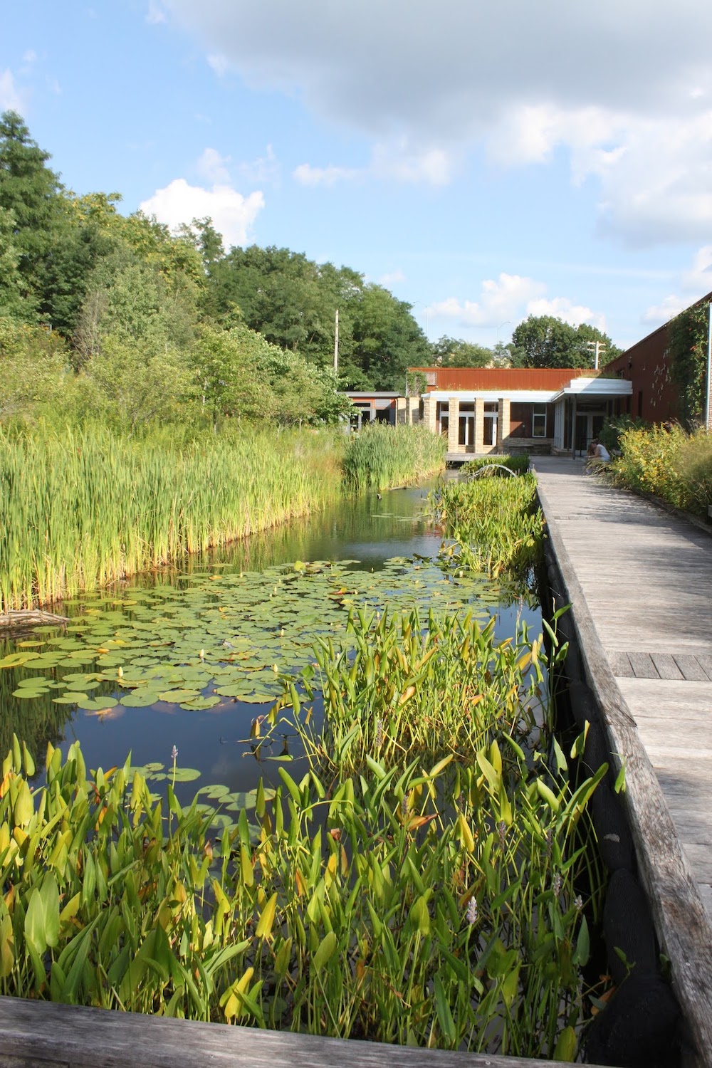 View of "Froggy Bottom" from a nearby green roof