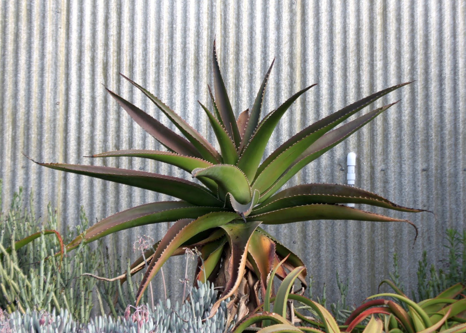 Aloe vaombe roughly 5ft tall
