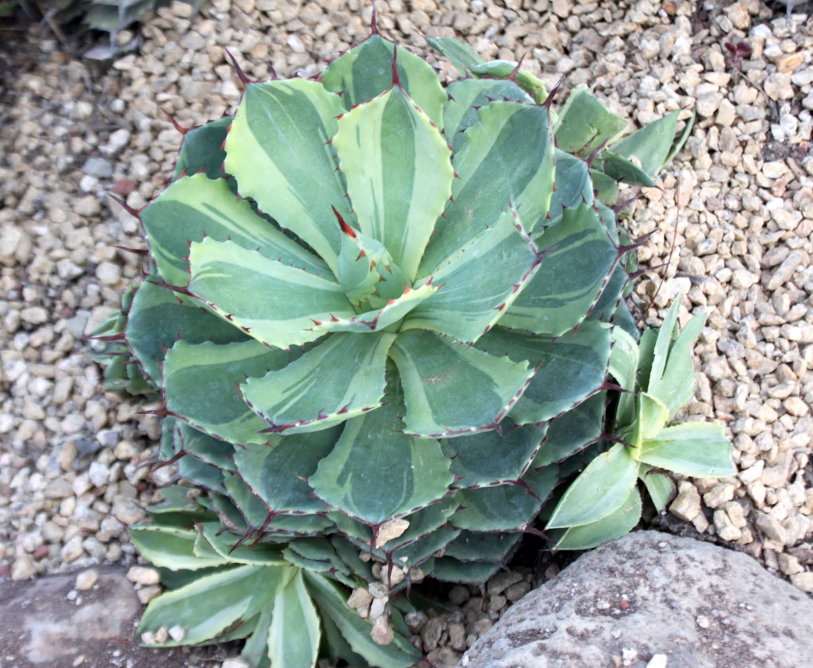 Agave potatorum 'Kisso Khan'