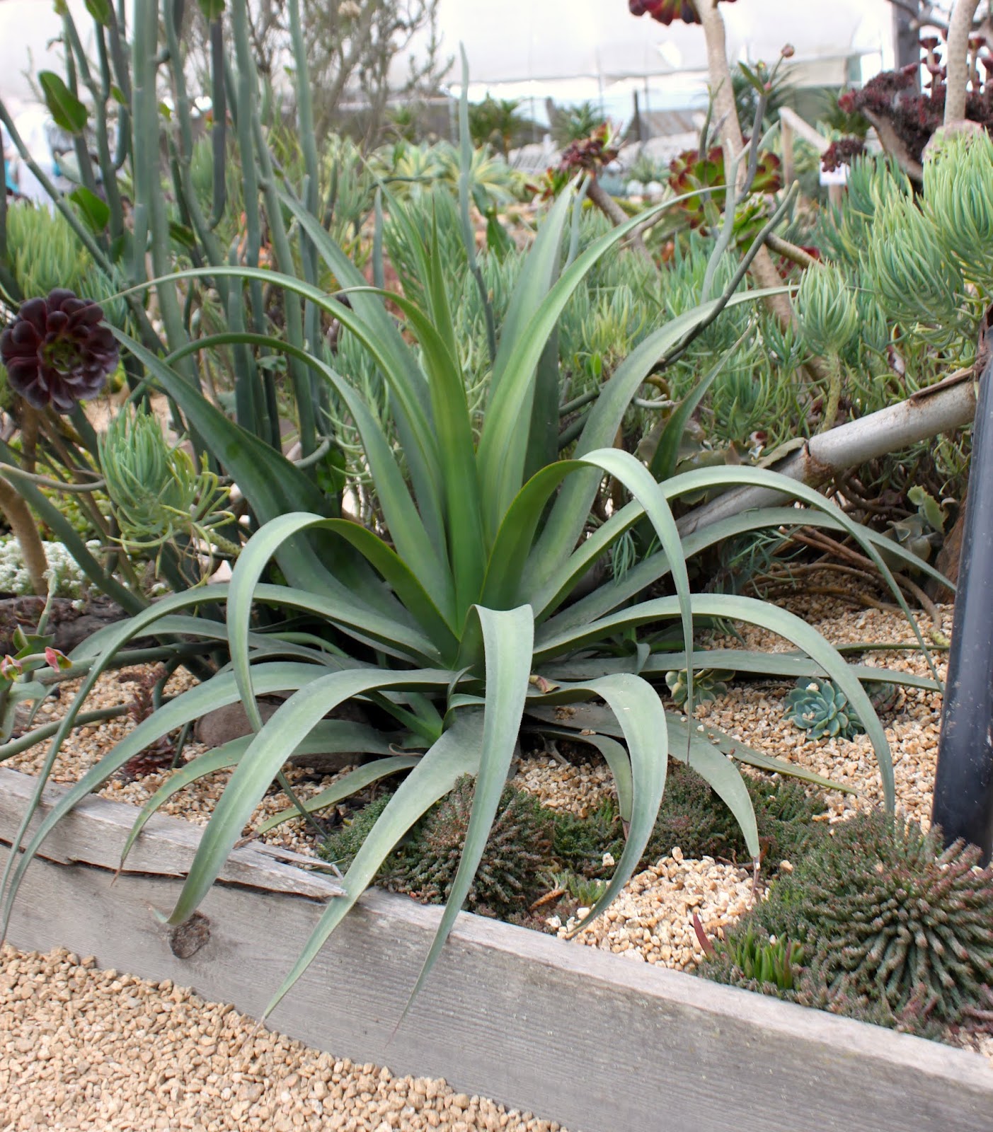 Agave bracteosa
