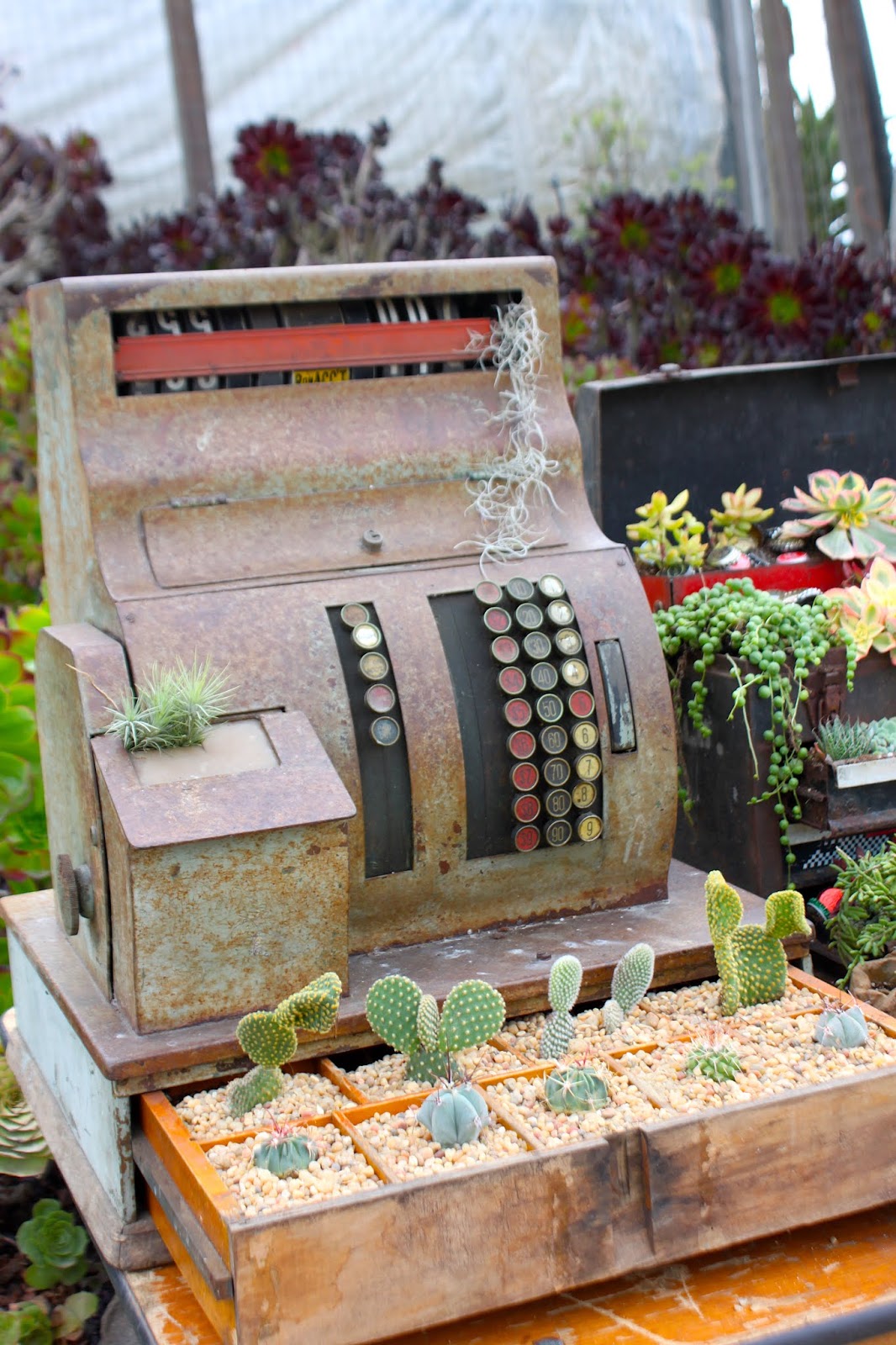 Cactus as part of a complex bartering system? Sure, why not.