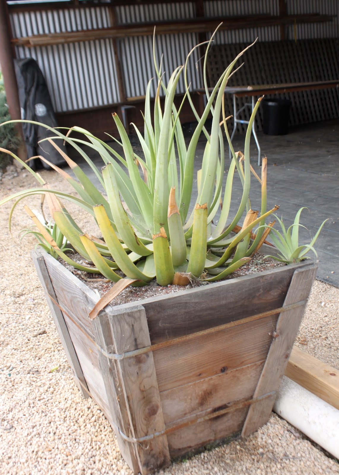 Agave bracteosa