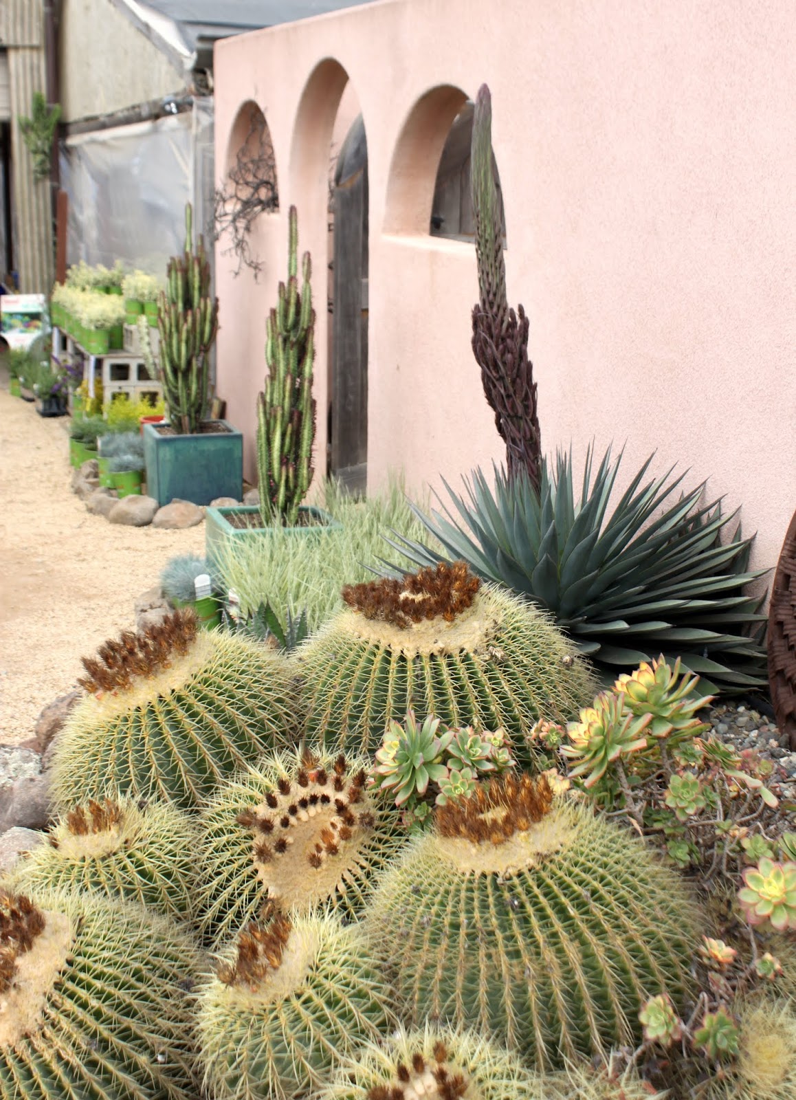 Barrel Cactus