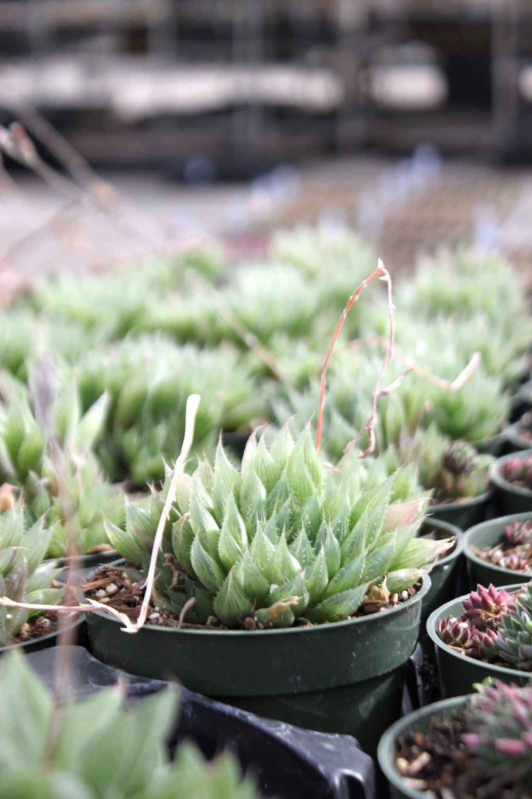 Haworthia cooperi
