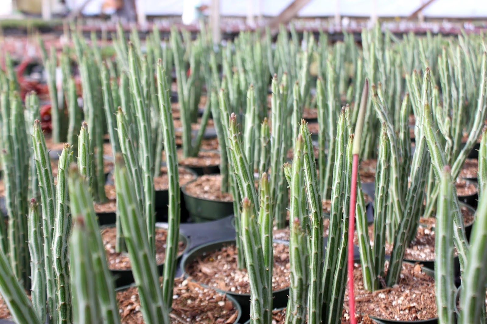 Young Senecio plants