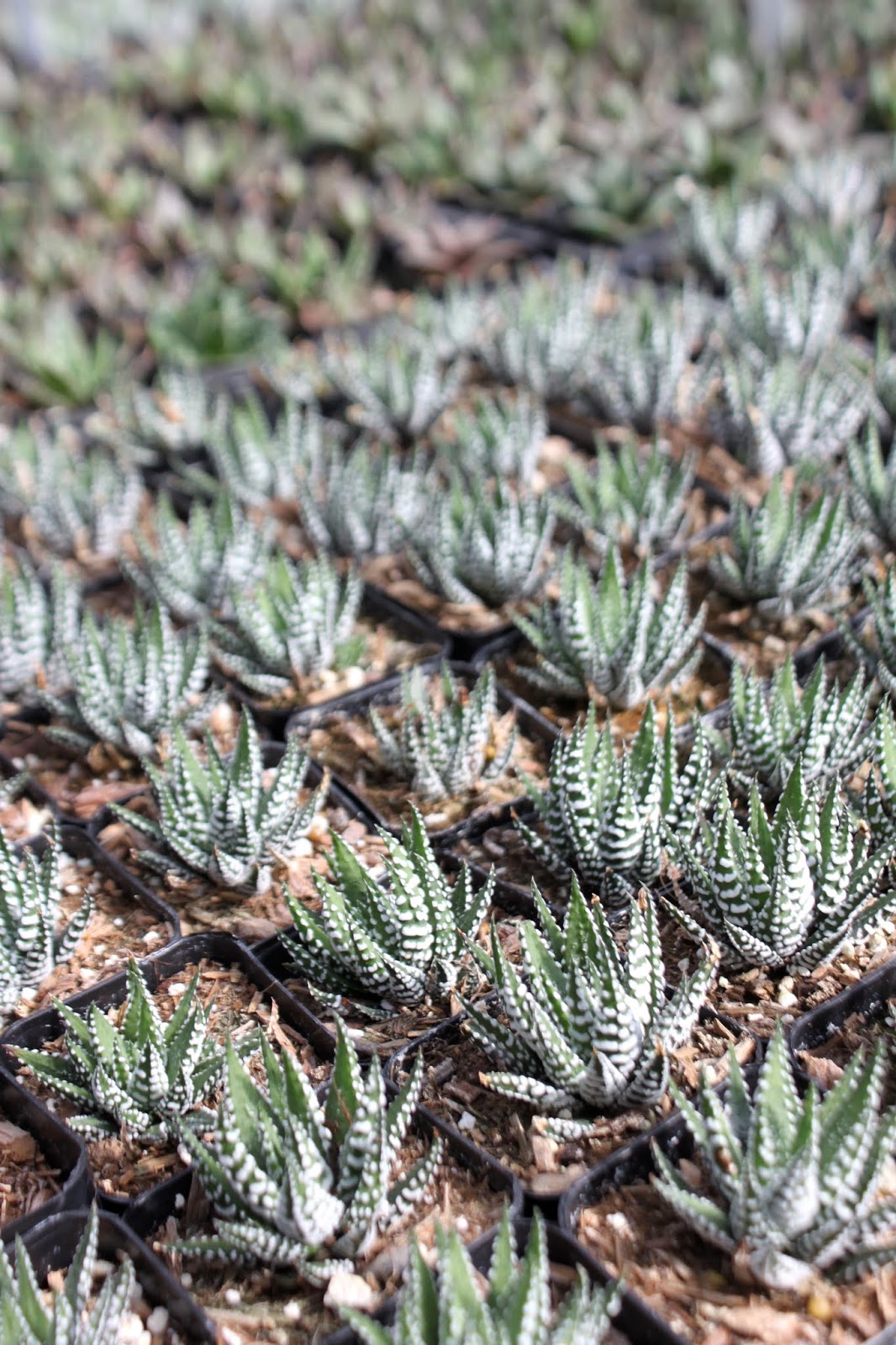 Haworthia fasciata