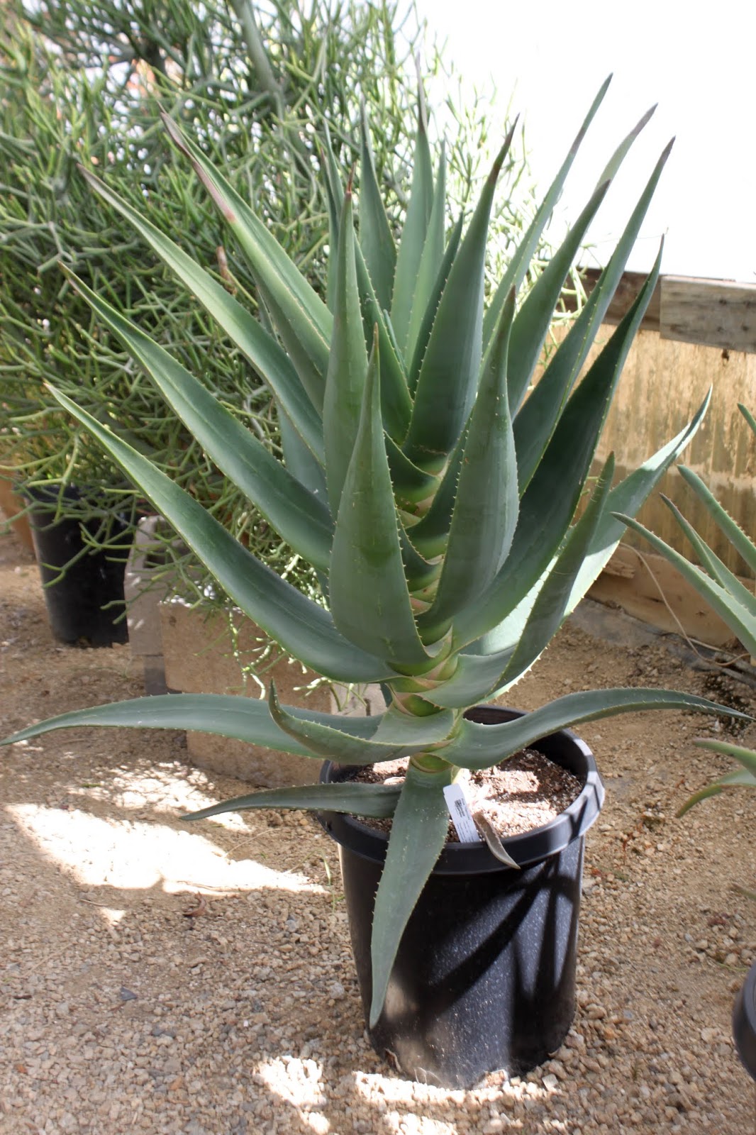 Aloe 'Hercules'