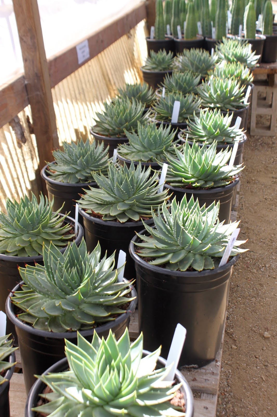 Spiral Aloe