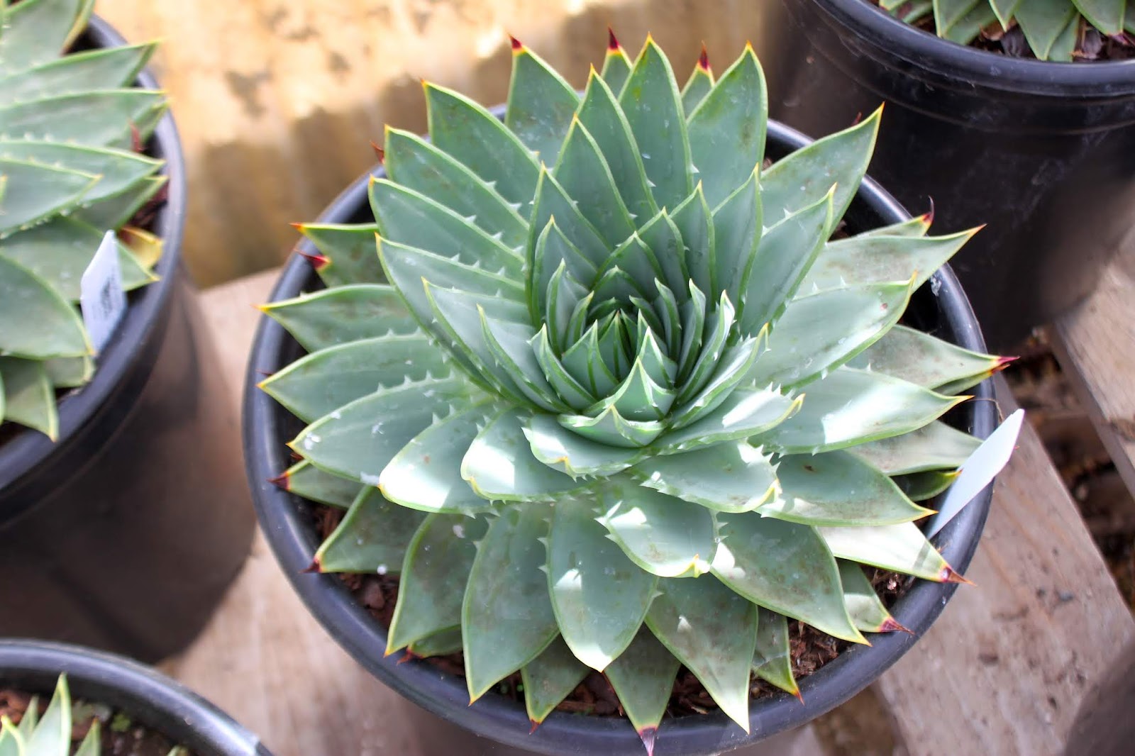 Spiral Aloe