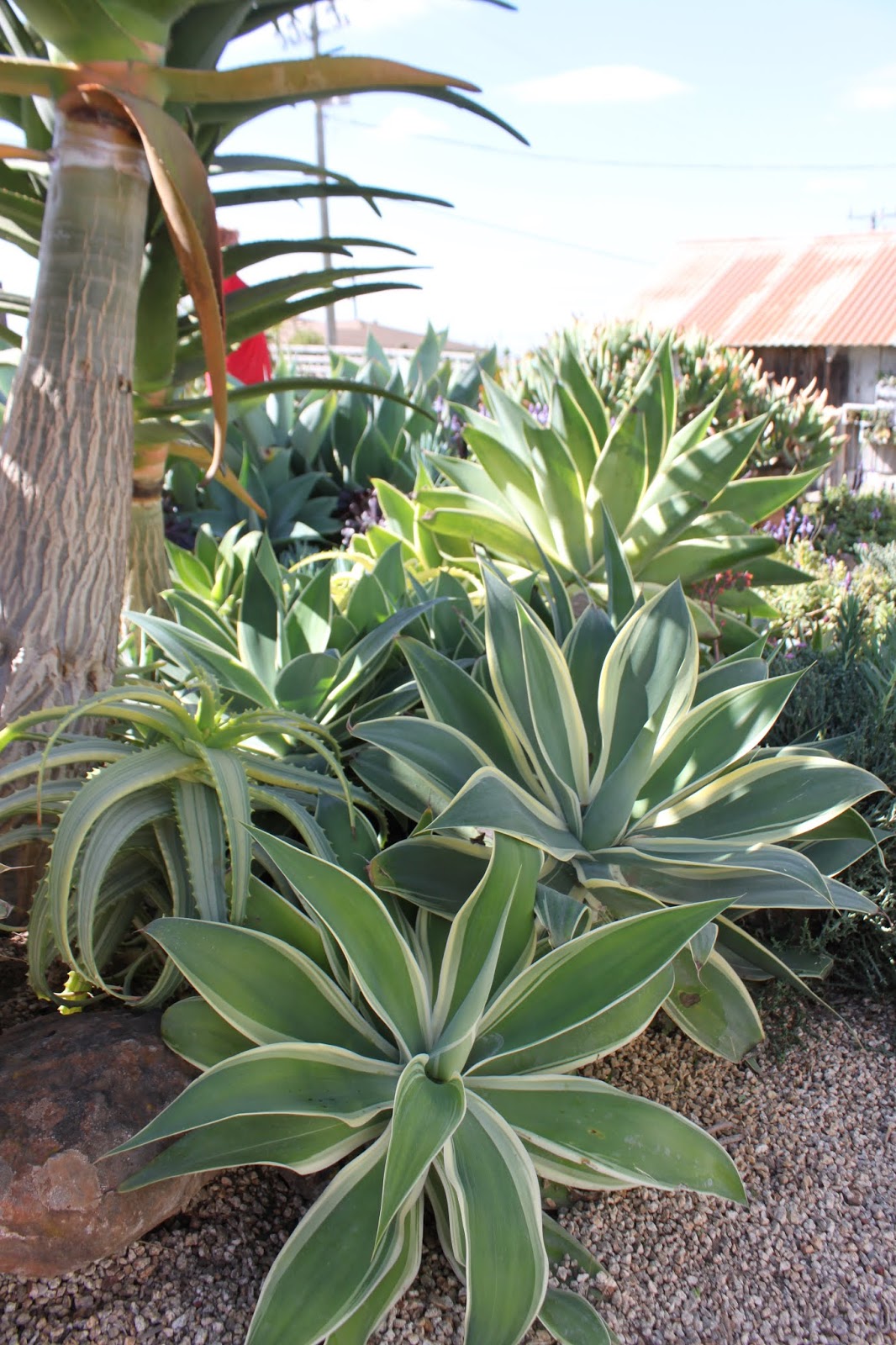 Agave atennuata 'Ray of Light'