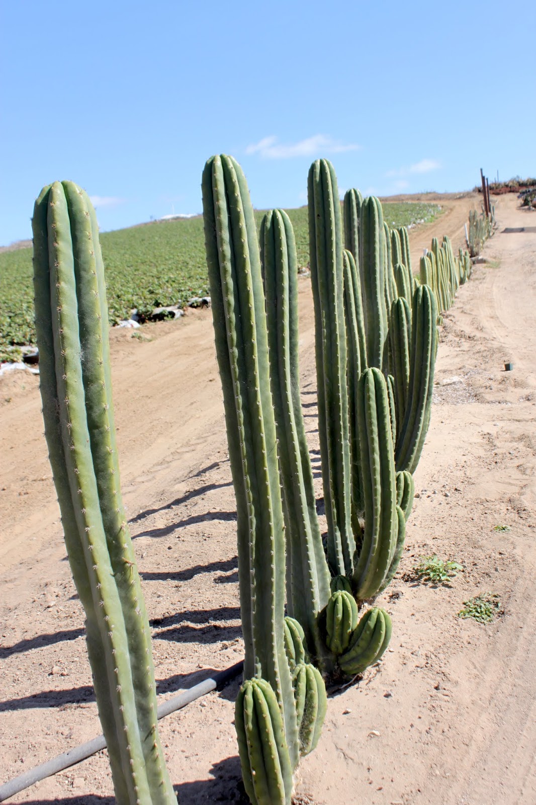 Cactus fence