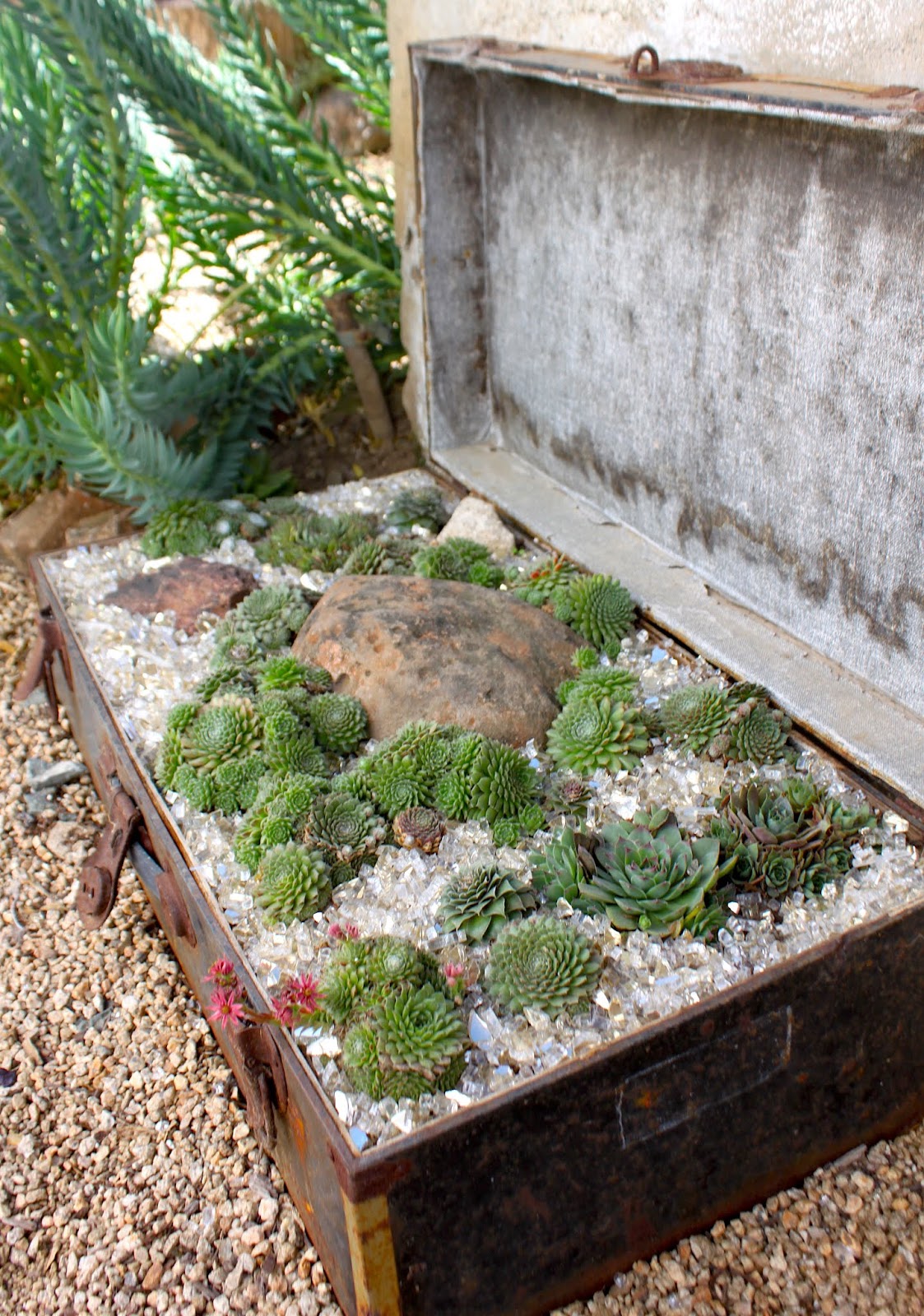 plant treasure chest