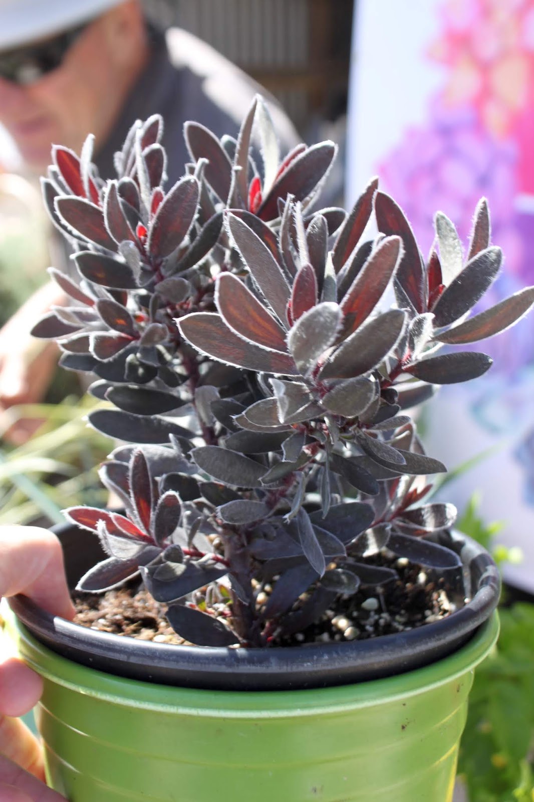 Purple Leucadendron in 1 gal pot