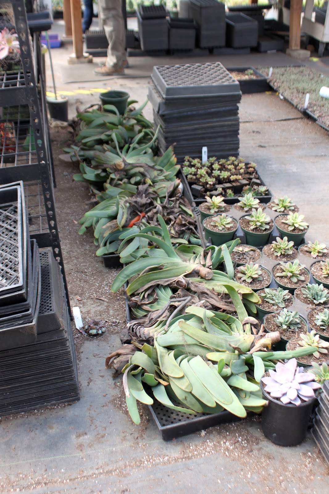 Fan Aloe cuttings waiting to planted