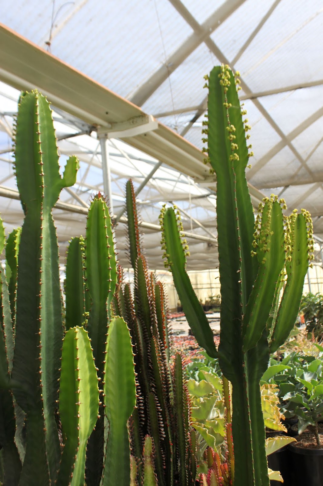 Production Euphorbia (for cuttings)