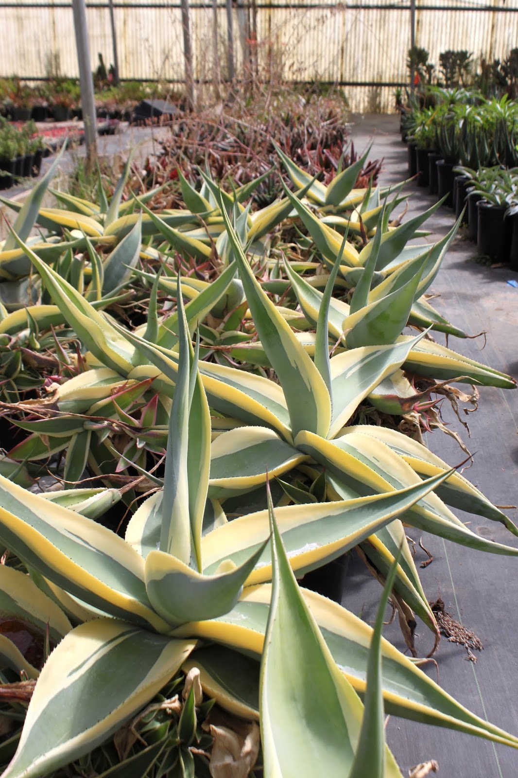 Agave guiengola 'Creme Brulee'