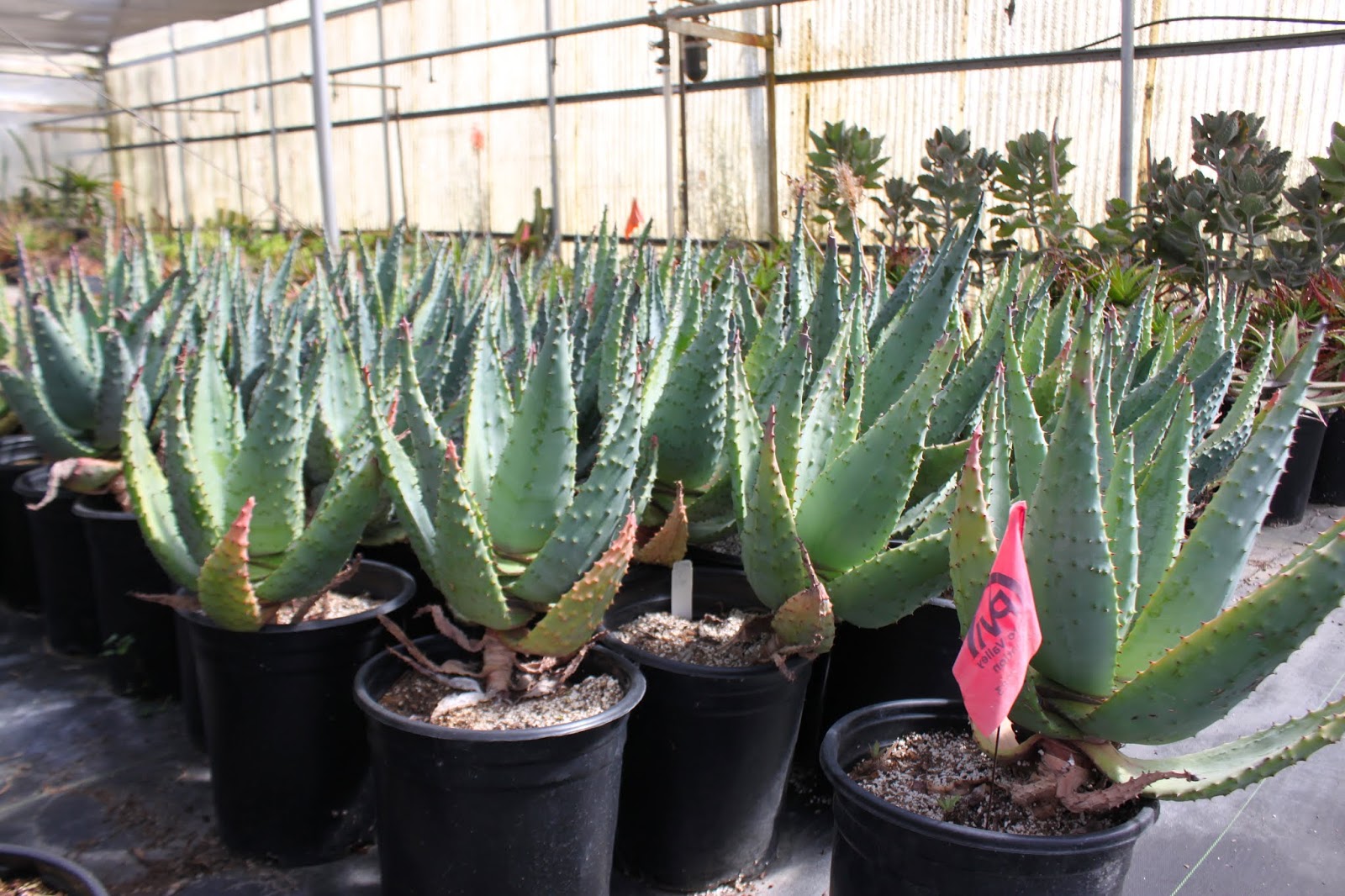 Aloe marlothii