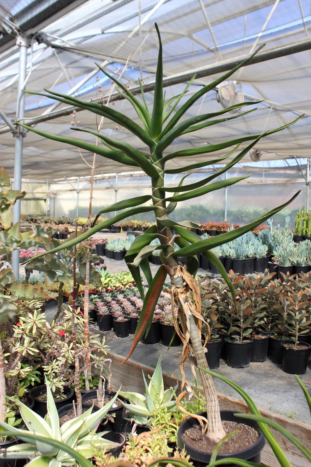 Aloe barberae