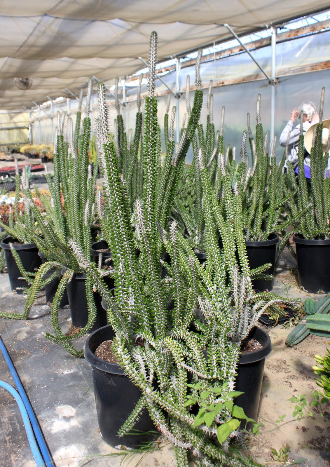 Alluaudia procera