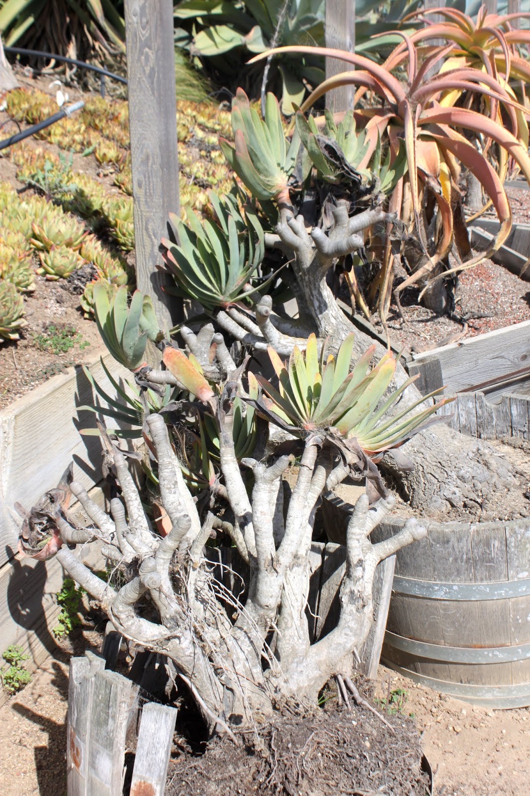Old Kumara plicatilis