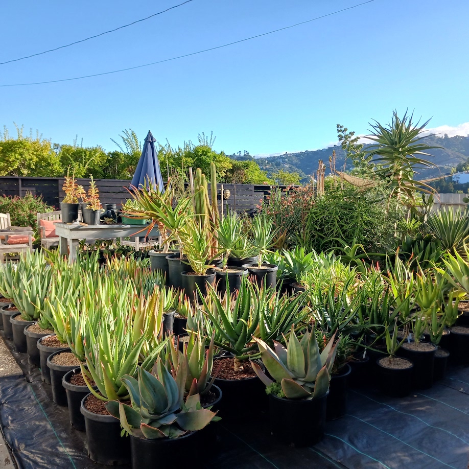 waterwsie nursery plants